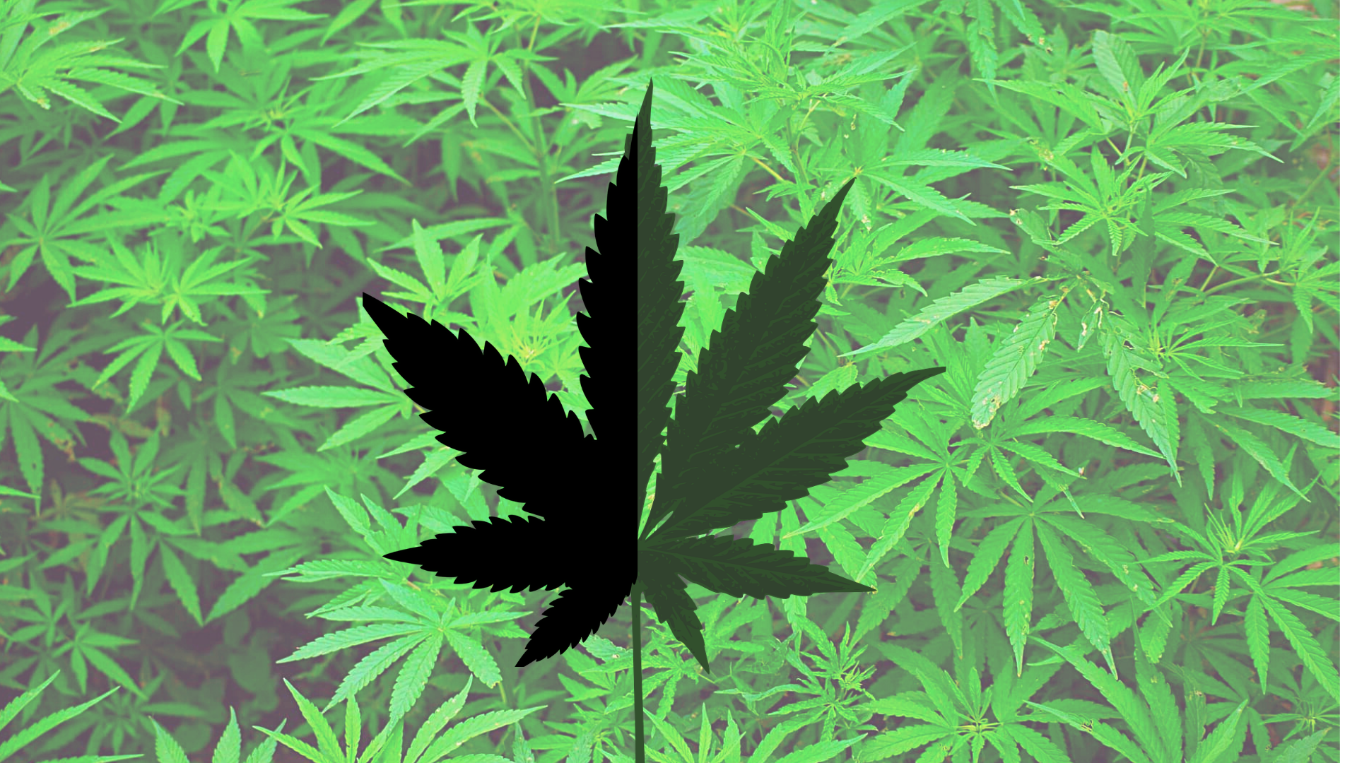 Hemp vs Marijuana
